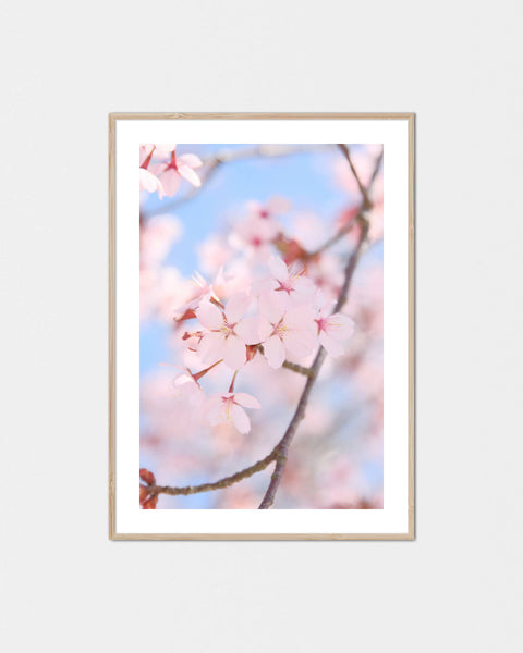 Genki-na Sakura Poster