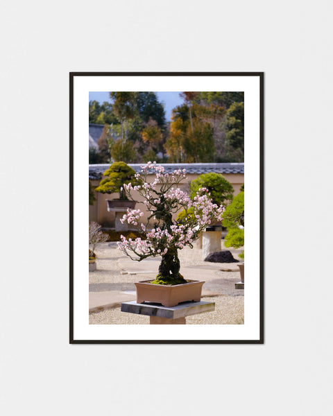Hitori no Sakura Bonsai Poster