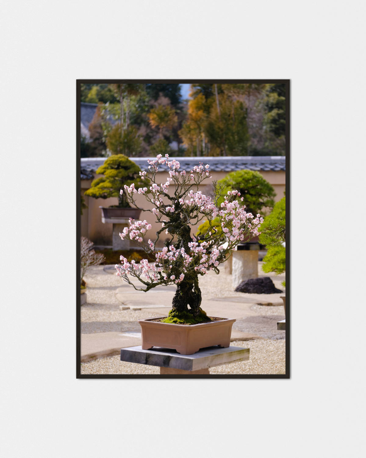 cherry blossom tree bonsai for sale Hitori no Sakura Bonsai Poster – Koibi