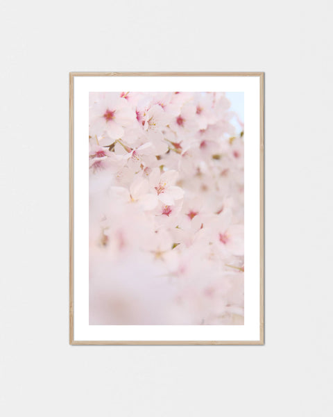 Ichiban Kirei-na Sakura Poster