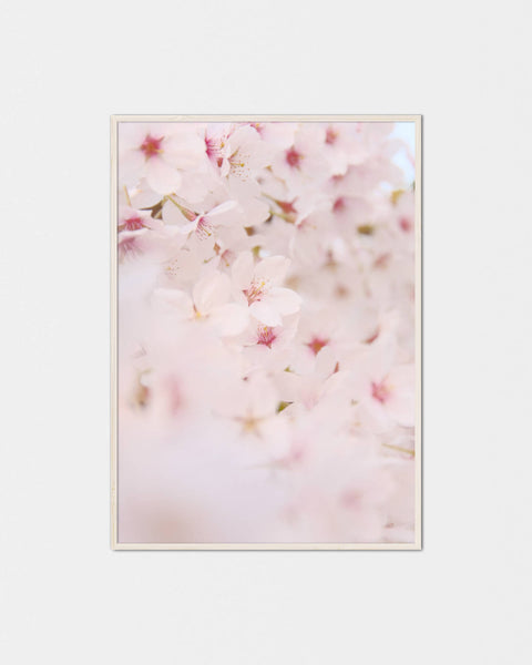 Ichiban Kirei-na Sakura Poster