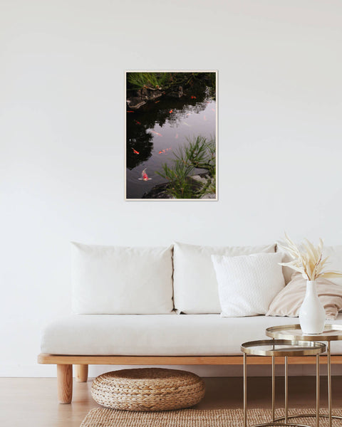 Nishikigoi Reflection Poster