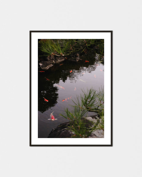 Nishikigoi Reflection Poster