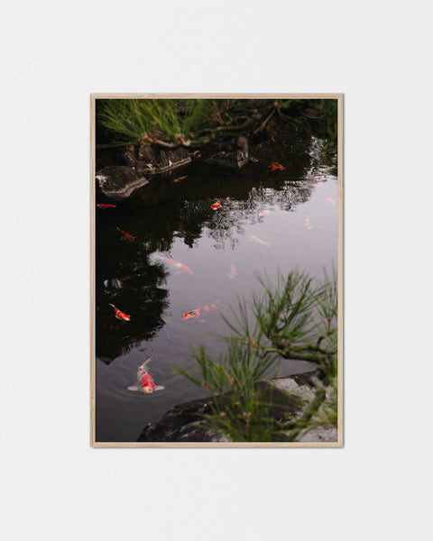 Nishikigoi Reflection Poster