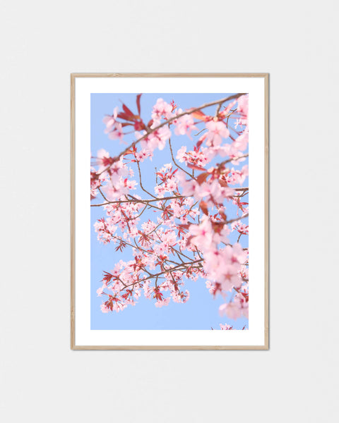 Sakura Asobitai Kodomotachi Poster