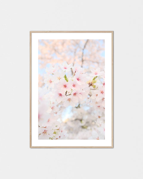 Suki-na Sakura Poster