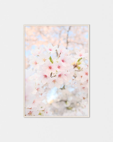 Suki-na Sakura Poster