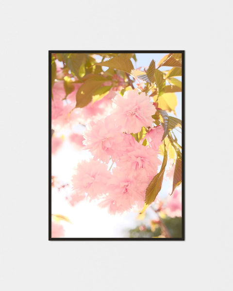 Hajimete Sakura Poster