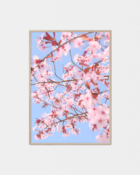 Sakura Asobitai Kodomotachi Poster