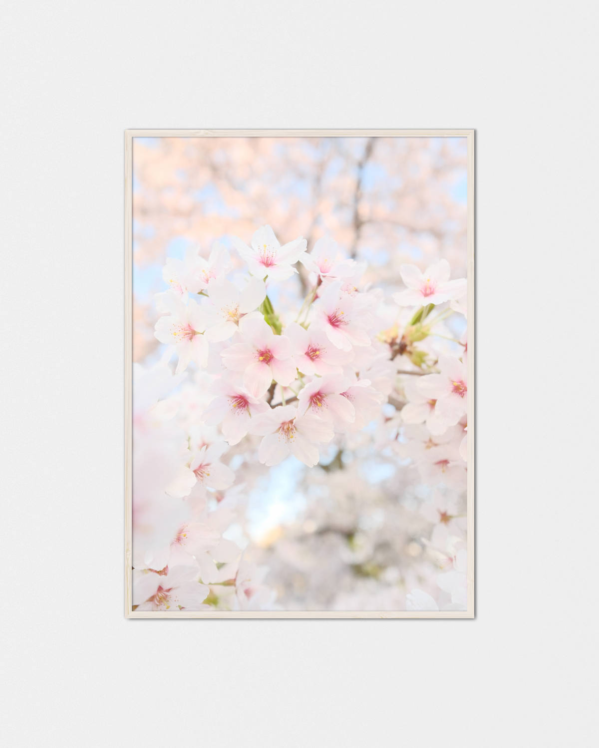 Sakura 桜 – Koibi